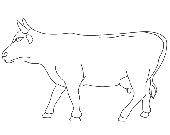 Head Up Cow_Template